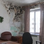 Как избавиться от грибка и плесени в квартире (на стенах) — борьба с грибком