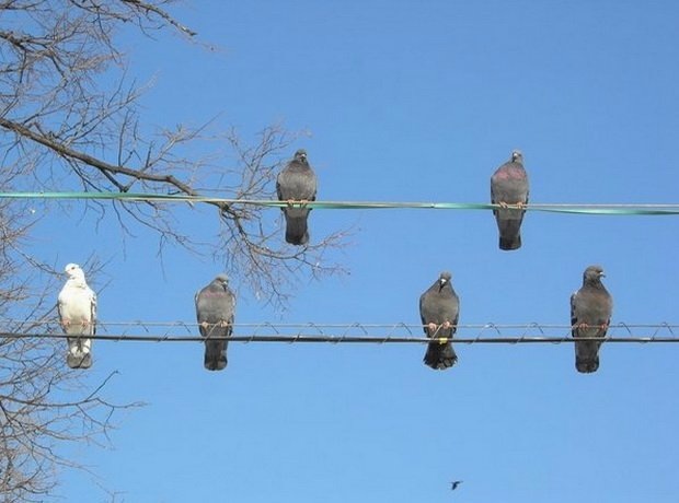 голуби на электро проводах