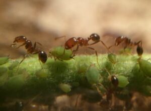 муравьи пасут тлю